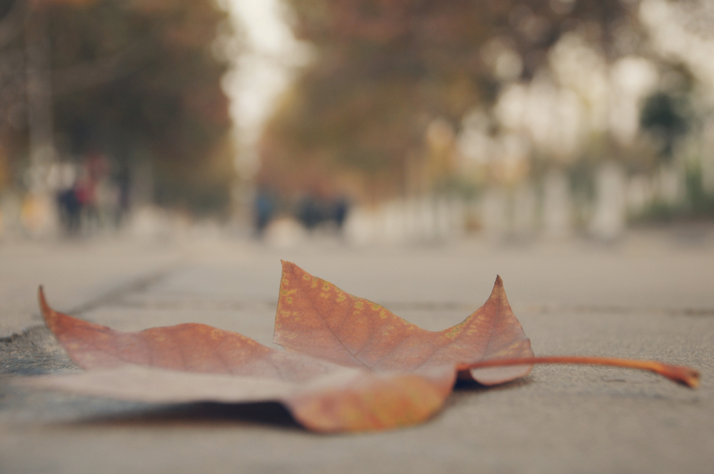 刘九洲 秋路1111.jpg