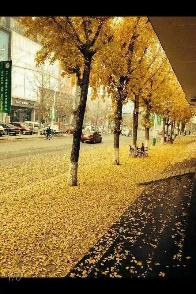 黄金满地 护理学院13级军护3班韩奉侠.jpg