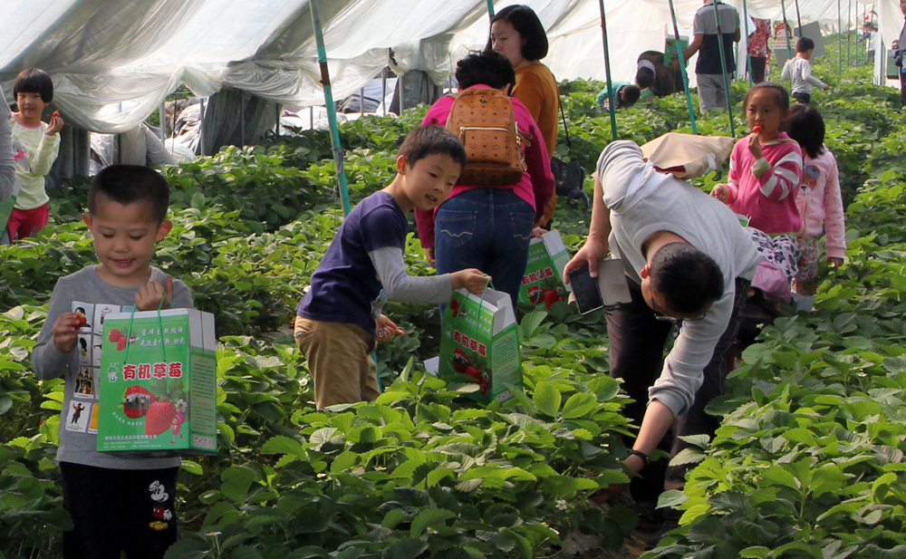 采摘草莓2222.jpg